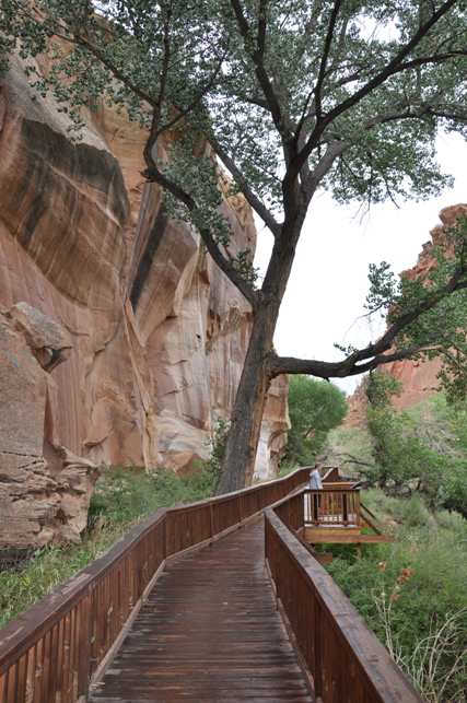 Petroglyphs trail