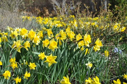 flowers at red butte garden