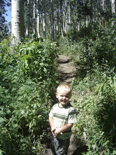 Aspen forest