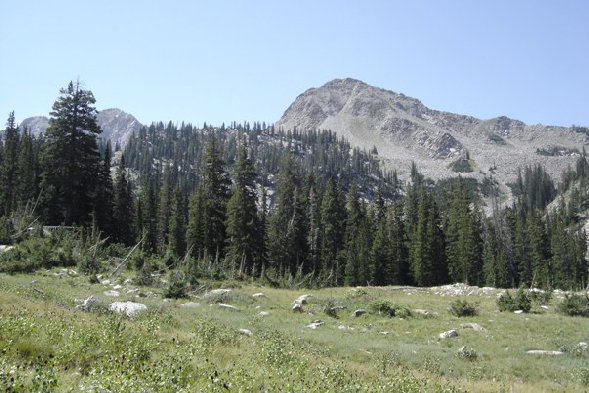 White Baldy meadow