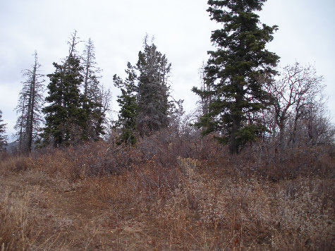 Pumphouse Hill summit in trees