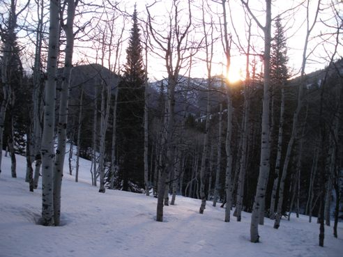 Sunrise aspen trees