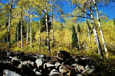 Pfeifferhorn trail aspens