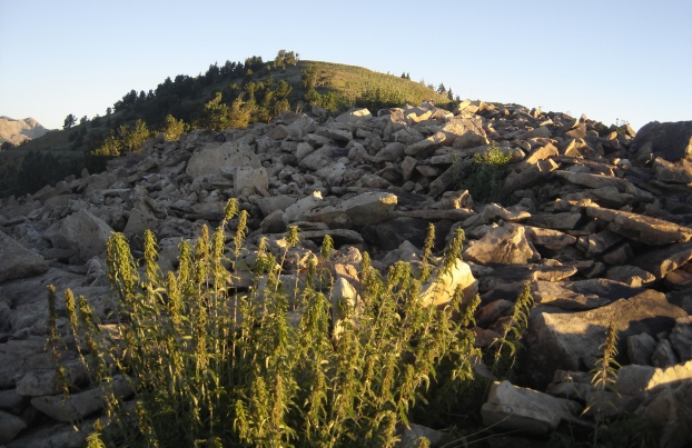 Mill Canyon Peak summit