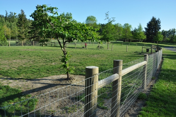 dog Park 