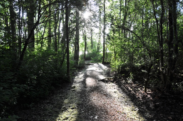 newcastle beach trail