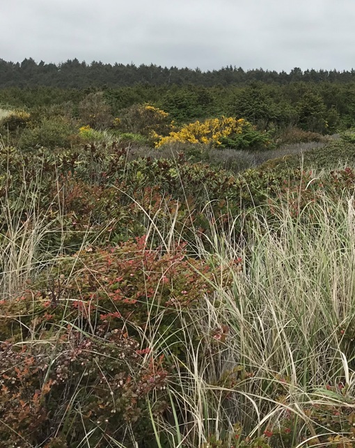 washington coast