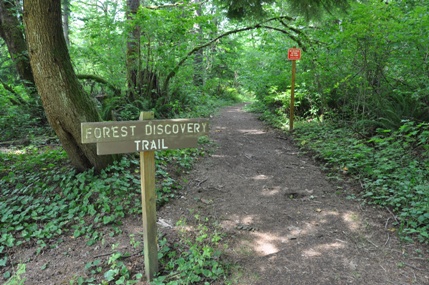 forest trail