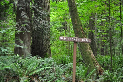 Old Growth Trail