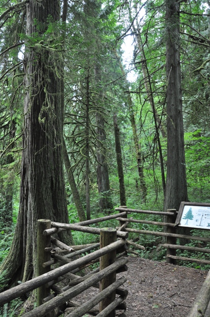 old growth forest