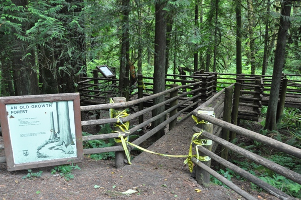 old growth forest