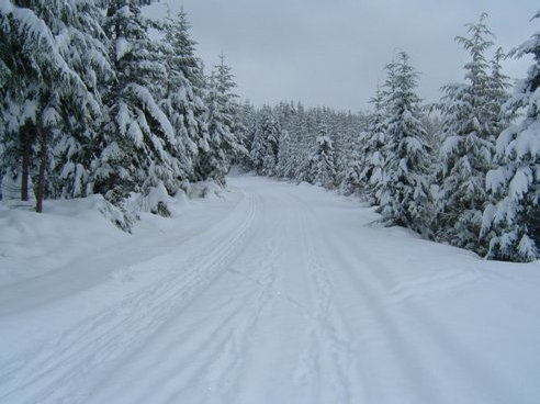 Mount Tahoma Ski Trails