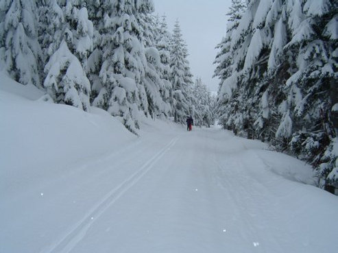 Mount Tahoma Ski Trails