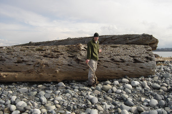 Big driftwood