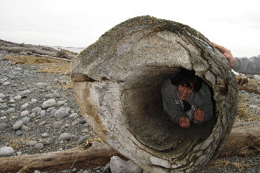 Hollow Driftwood