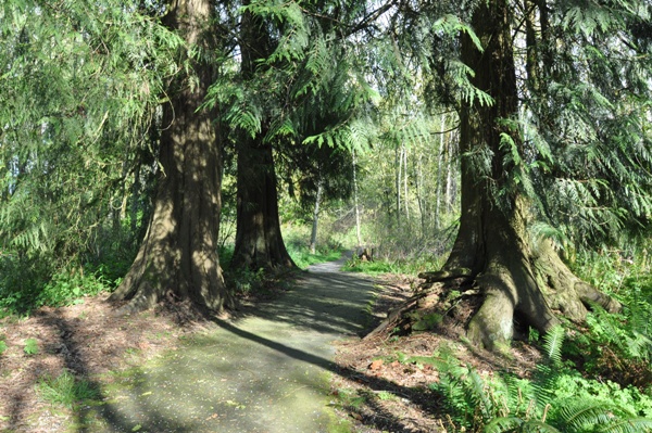 cedar trees