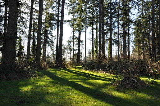 frisbee golf