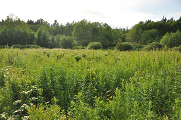 Hylebos Blueberry Park