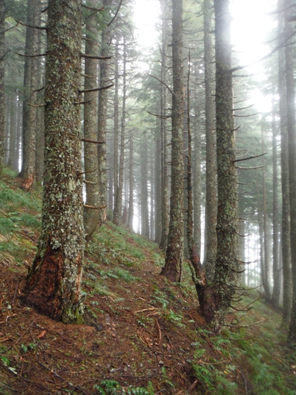 bald mountain trees