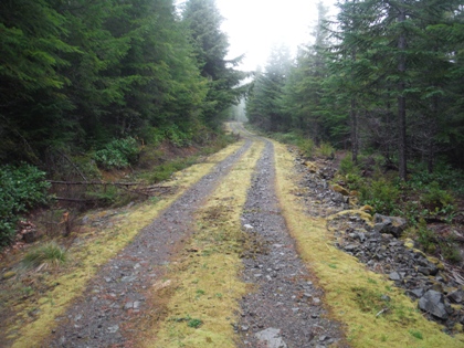 logging road