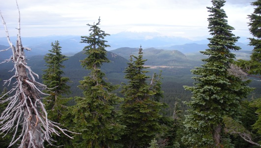 Bird Mountain view