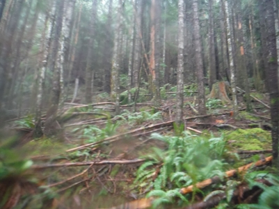 trees