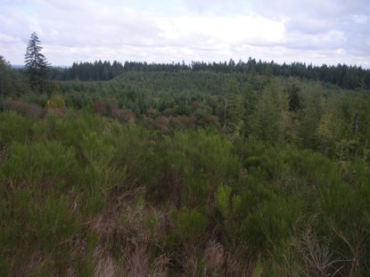 Flander Lake Lookout