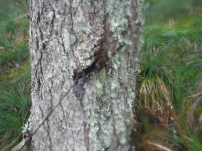 wire in tree