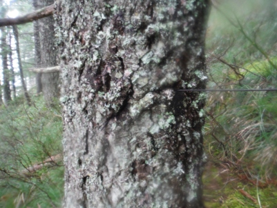 wire in tree