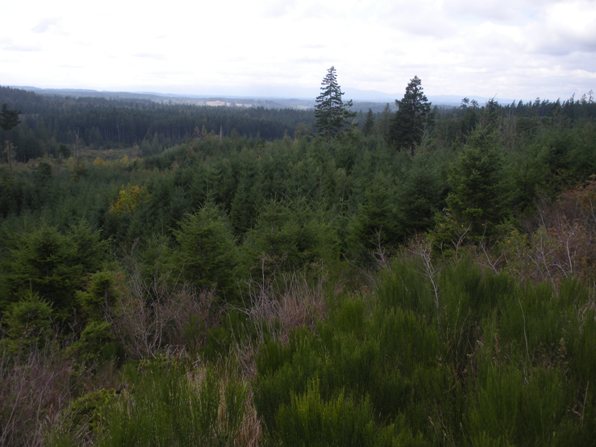 Flander Lake Lookout