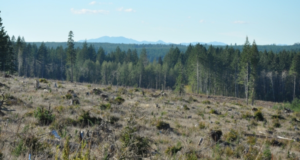 Capitol State Forest