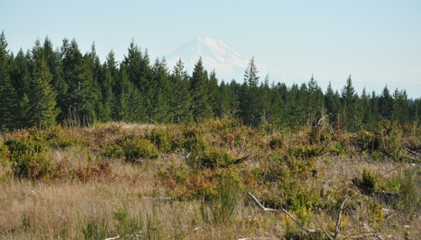 Mt. Rainier