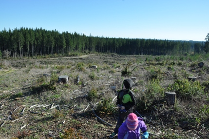 timber harvest