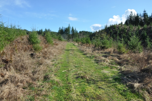 tree farm