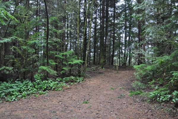 McMurray lookout