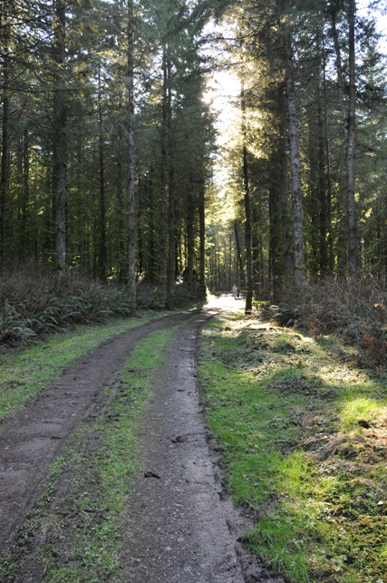 pilchuck tree farm 