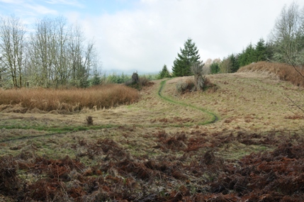 tree farm