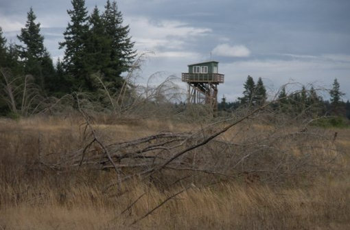 nisqually lookout