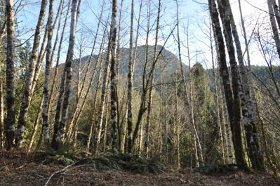 north fork sauk river