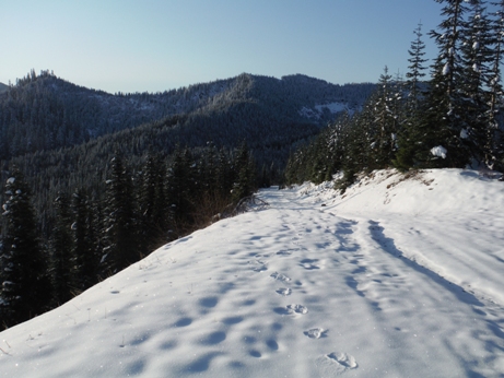 tahoma ski trails