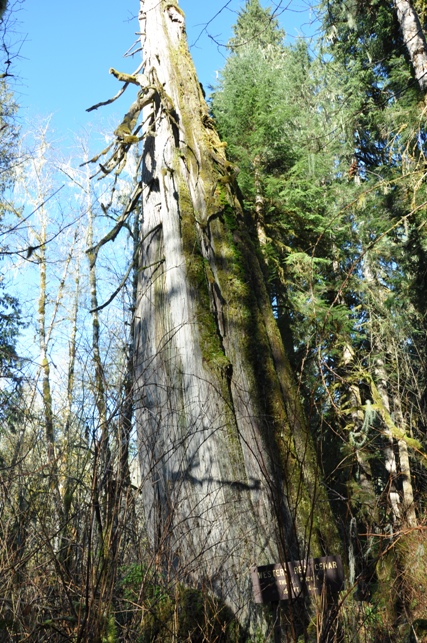 sauk lookout tree