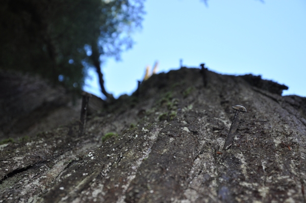 nails in tree