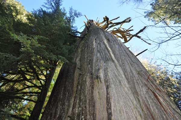 sauk lookout tree