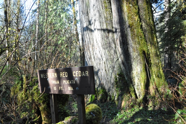 western red cedar