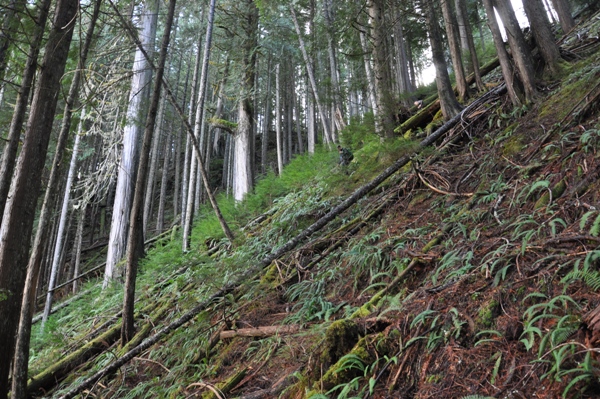 sulphur butte