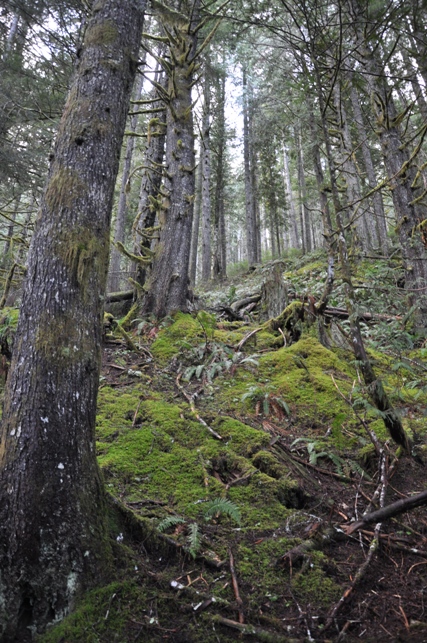 forest climb