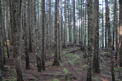 sulphur butte lookout