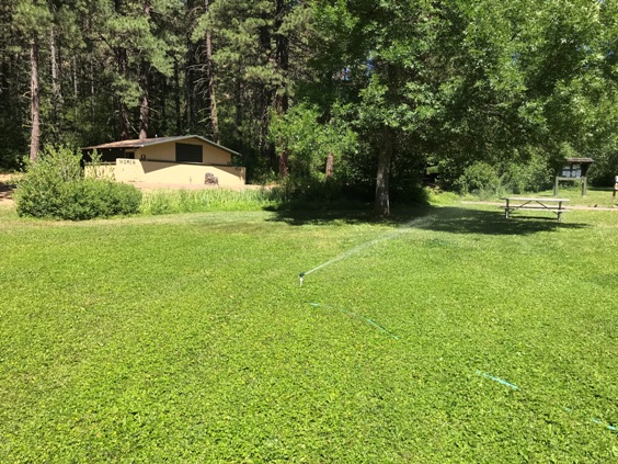 grass