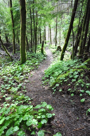 green mountain trail