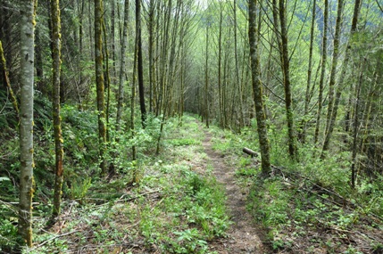green mountain trail